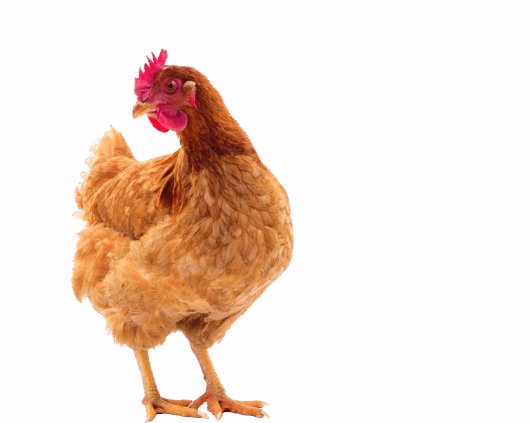 Adobestock 137591308 Transparent