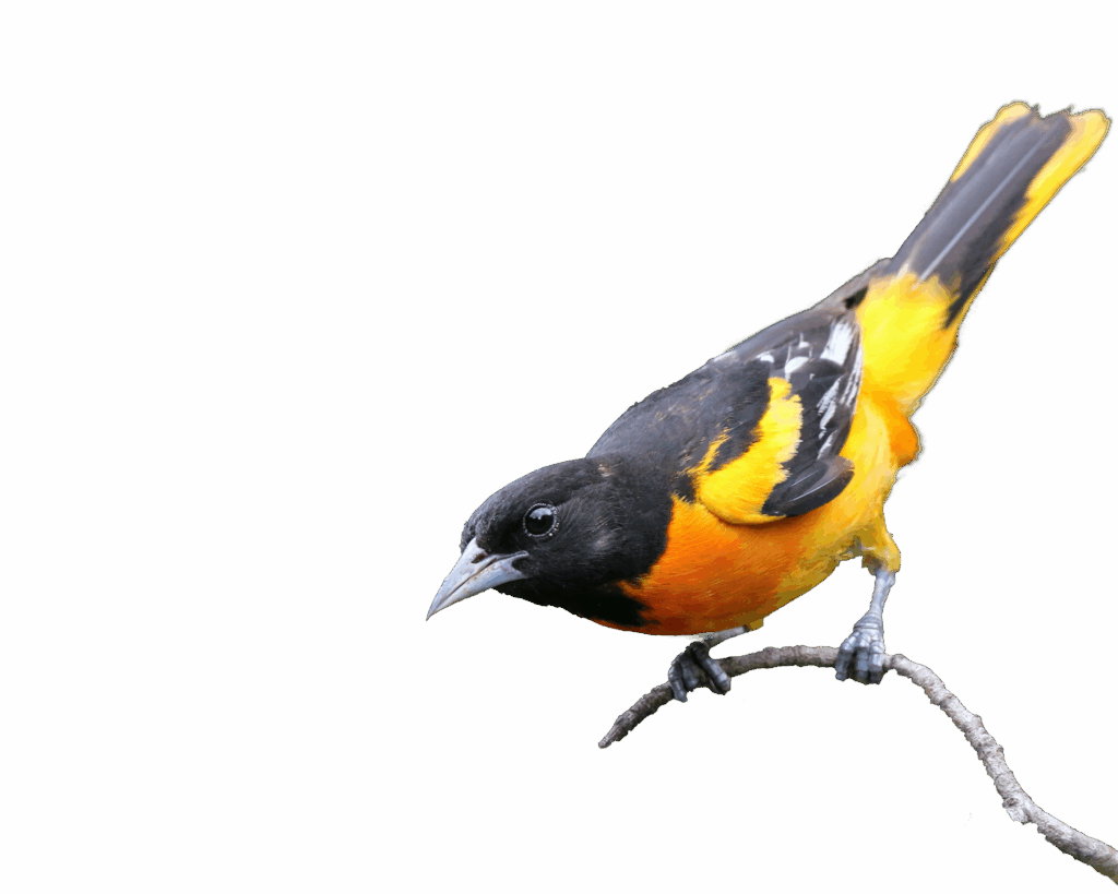 Paul Crook Wjvxa8V5Ja0 Unsplash Adjusted